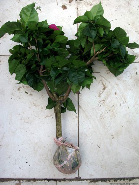 三角梅的繁殖方法和注意些什么