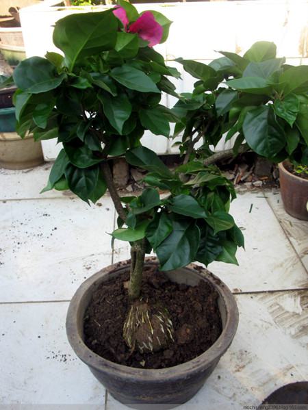 三角梅的繁殖方法和注意些什么