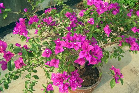 三角梅的繁殖方法和注意些什么