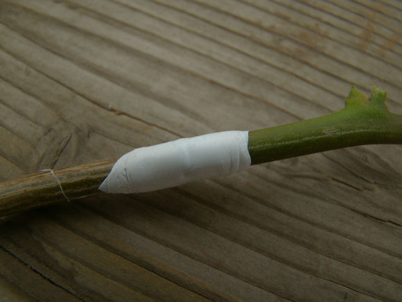 三角梅嫁接方法