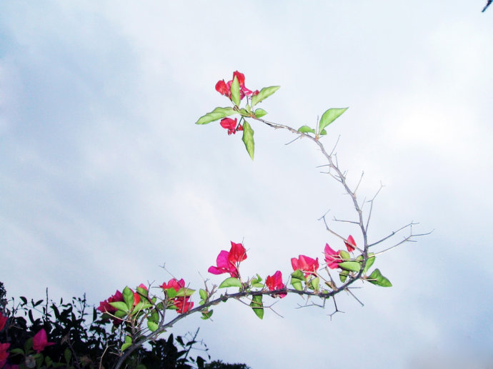 三角梅嫁接方法