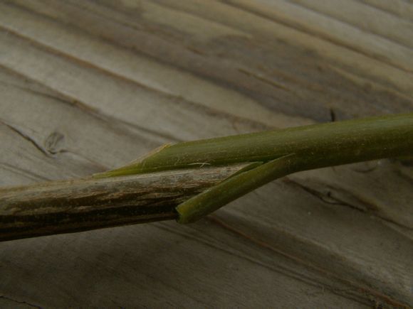 三角梅嫁接方法