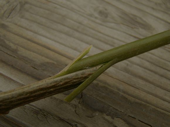 三角梅嫁接方法