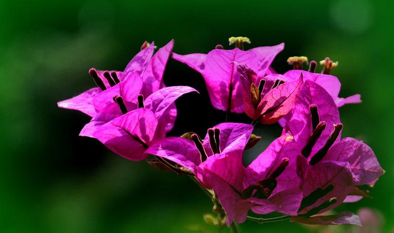 三角梅的花期养护