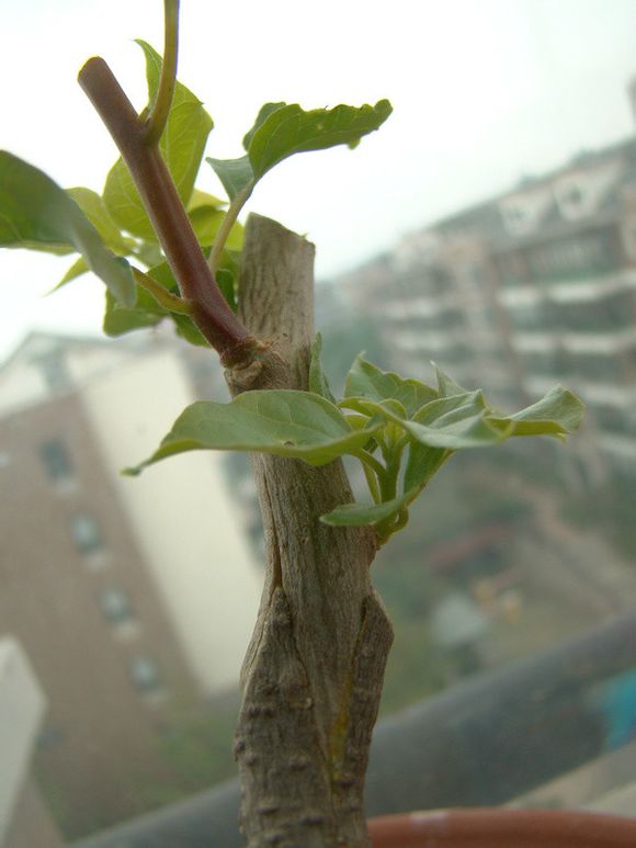 三角梅嫁接方法