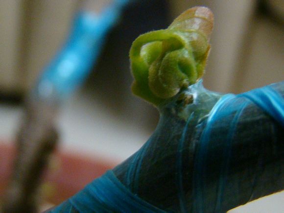 三角梅嫁接方法