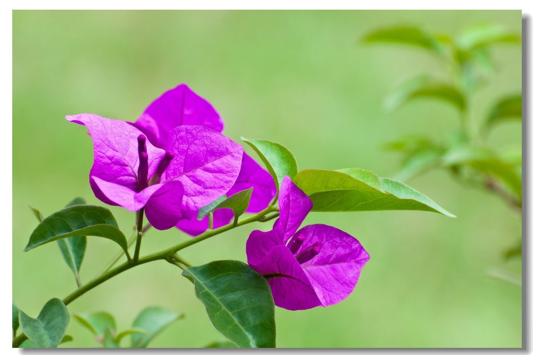 三角梅的花期养护