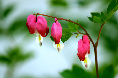 如何繁殖荷包牡丹