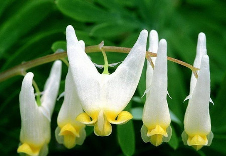 如何繁殖荷包牡丹