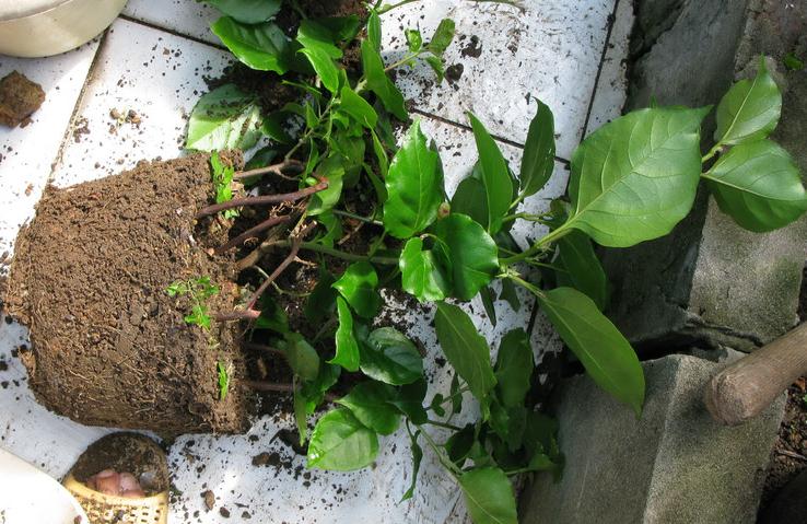 三角梅如何换盆