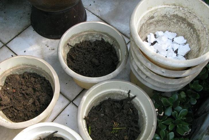 三角梅如何换盆