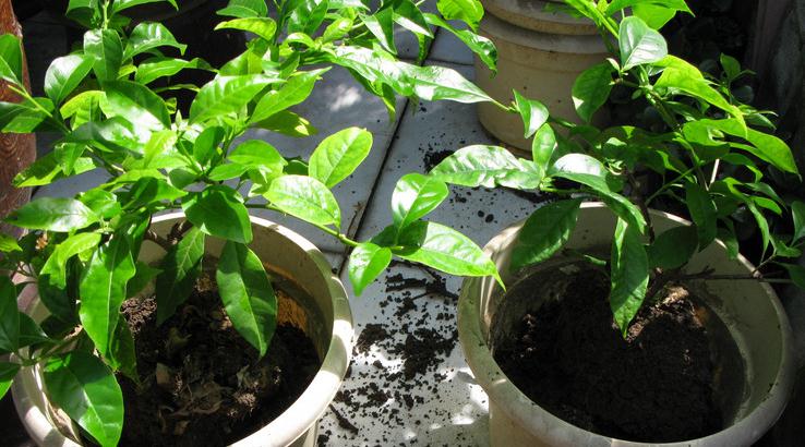 三角梅如何换盆