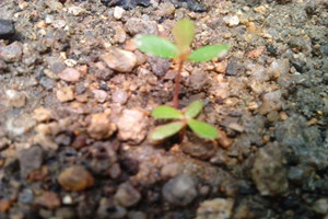 七里香种子如何种