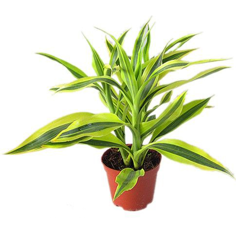 富贵竹冬天如何种植