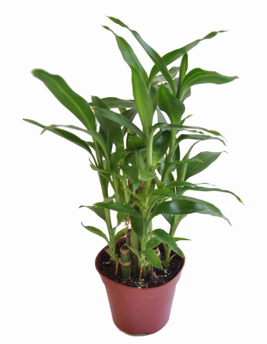 富贵竹冬天如何种植