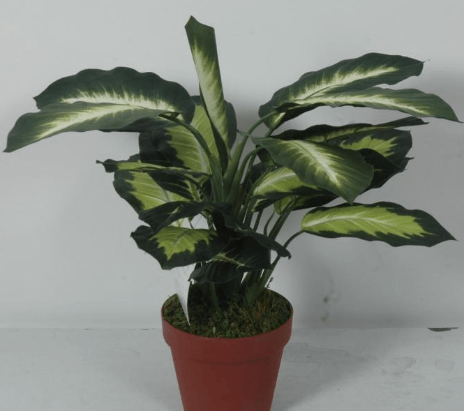 盆栽万年青的养护技巧