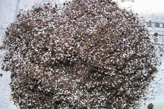 三角梅扦插时间和方法