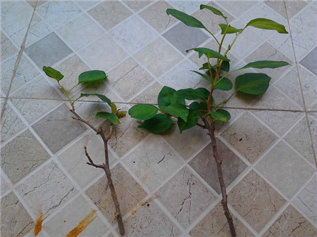 三角梅扦插时间和方法