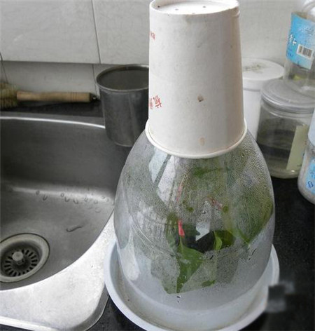 三角梅扦插时间和方法