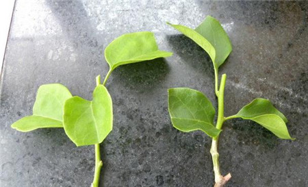 三角梅扦插时间和方法