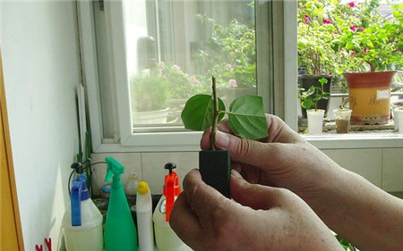 三角梅扦插时间和方法