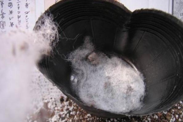 三角梅扦插时间和方法