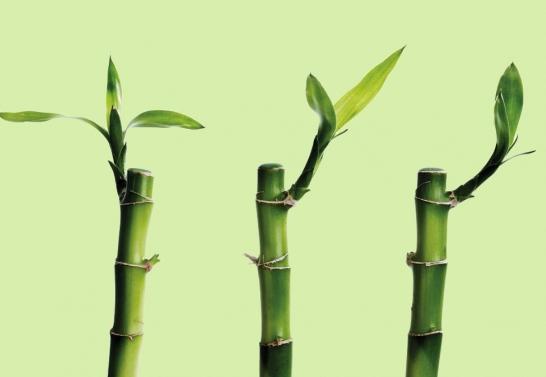 富贵竹的繁殖方法