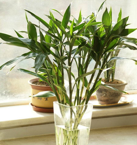 富贵竹的繁殖方法