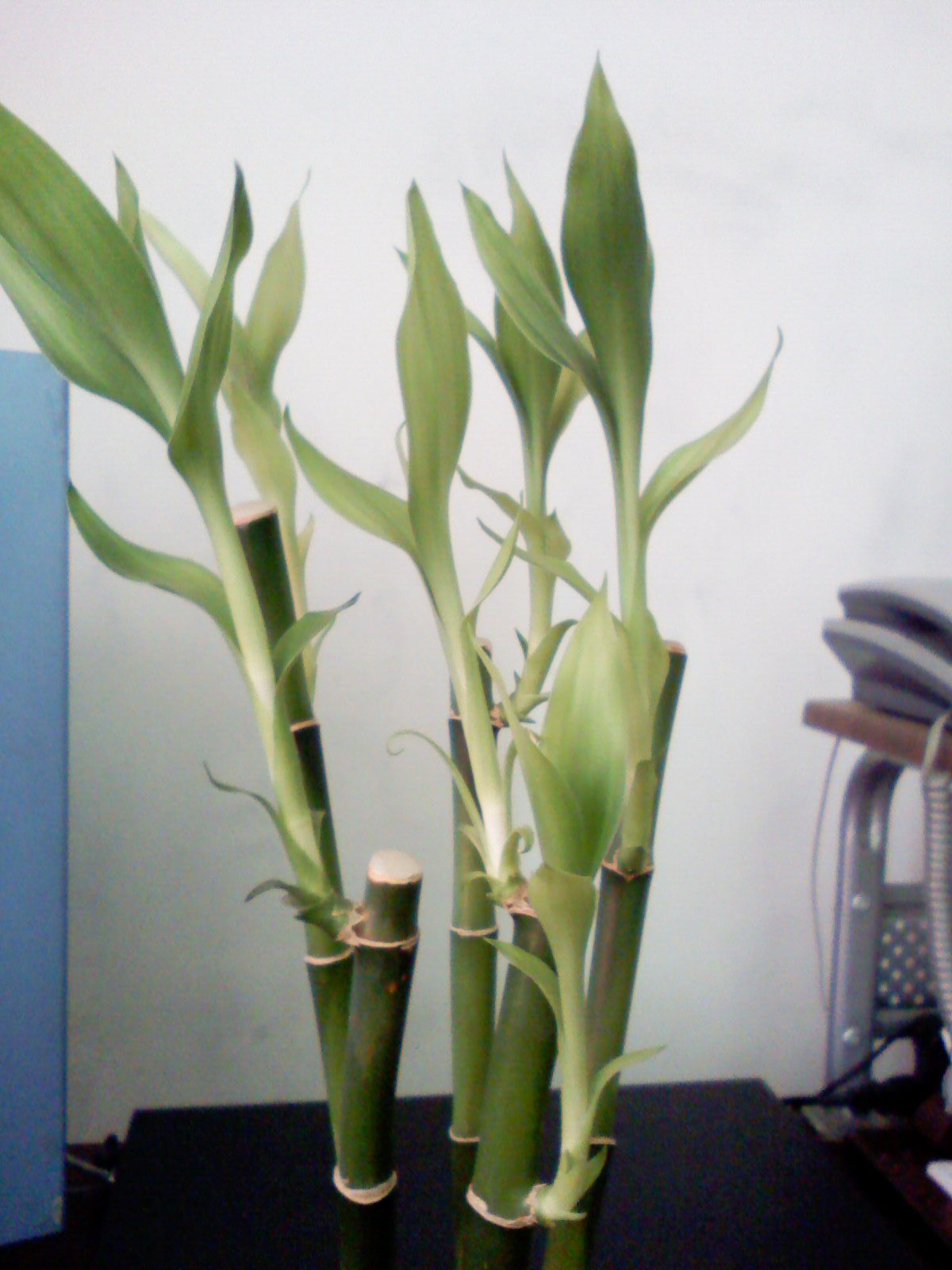 富贵竹的繁殖方法