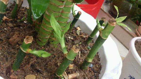 富贵竹的繁殖方法