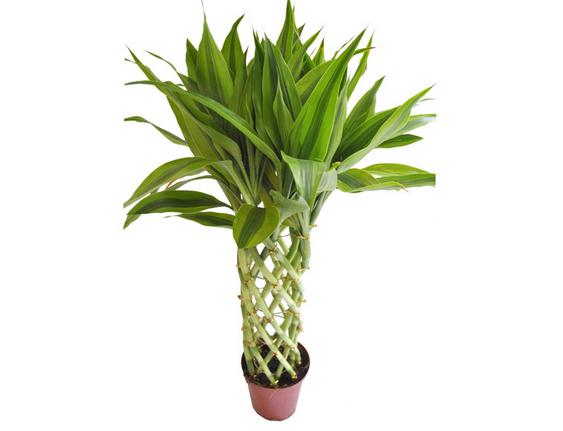 富贵竹笼如何编