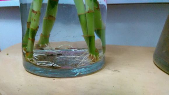 富贵竹的繁殖方法