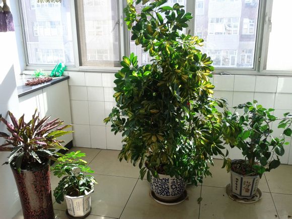 鸭脚木如何修剪