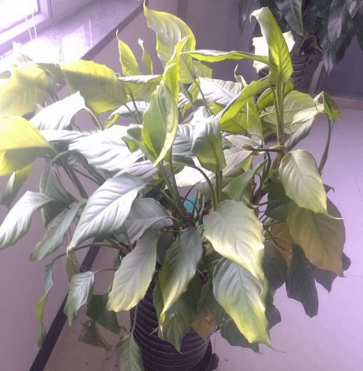 万年青受寒后如何处理