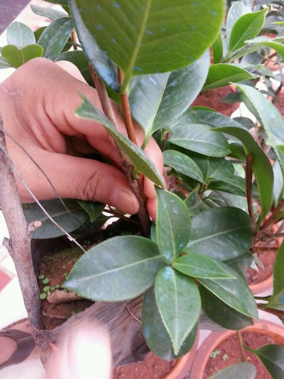 茶花的繁殖方法和注意些什么