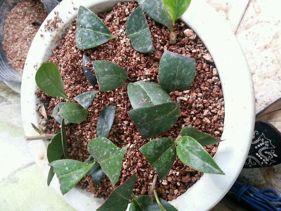 茶花的繁殖方法和注意些什么