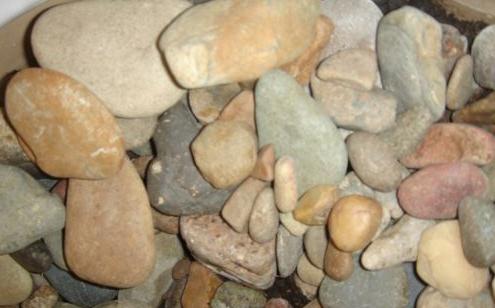 虎皮兰移植后快速长叶方法