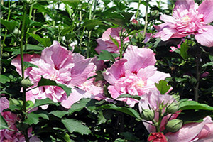 庭院木槿如何栽培