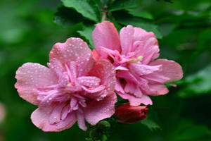 庭院木槿如何栽培