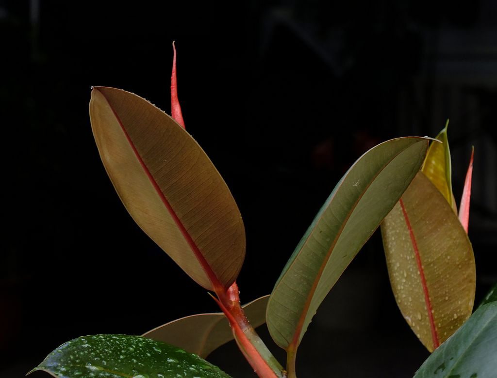 橡皮树的四季养护方法