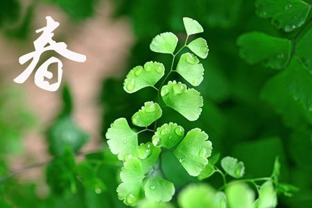 铁线蕨的养护方法