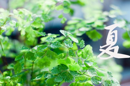 铁线蕨的养护方法