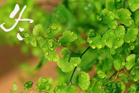 铁线蕨的养护方法