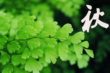 铁线蕨的养护方法