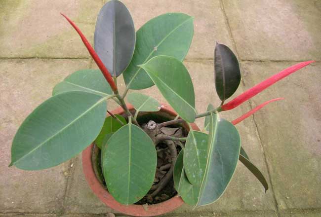 橡皮树的扦插方法