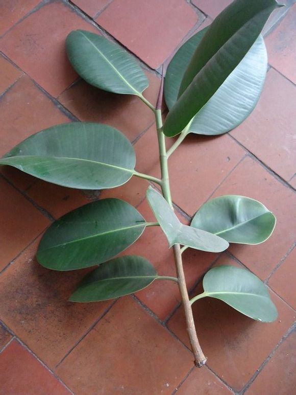 橡皮树的扦插方法