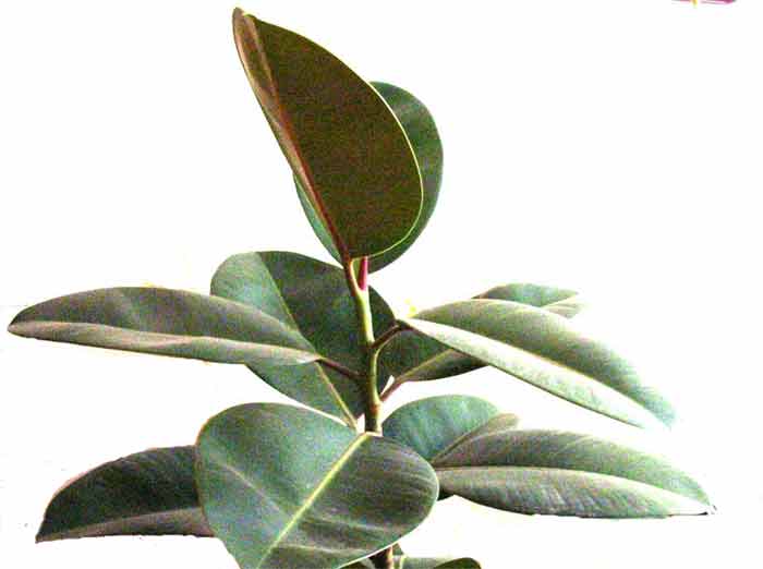 橡皮树的扦插方法