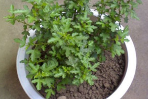 小木槿如何种植