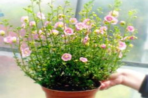 小木槿如何种植