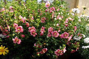 小木槿如何种植